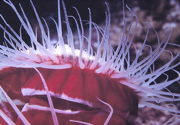 Crown of Thorns | flaming scallop with red/white with translucent tentacles| underwater | underwater life | underwater photography | underwater world | undersea | undersea life | undersea world | florida keys | florida keys life | nature | nature photography | uw photography | diving photography | scuba diving photos | scuba diving magazine | diving magazine | coral | coral reef | diver |