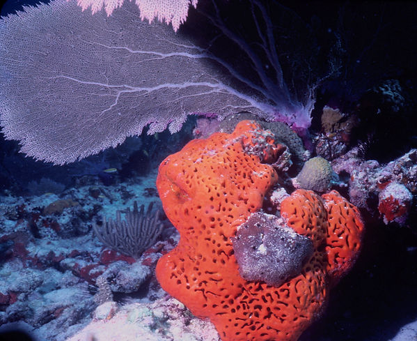 Coral and Fan | orange coral and purple sea fan on the ocean floor | underwater photography | underwater world | saving the reefs