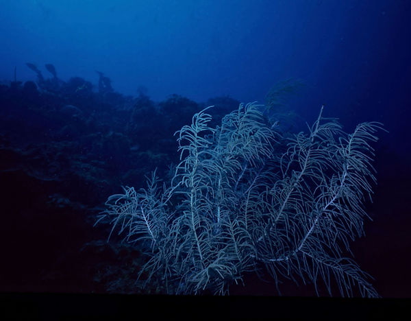 Sea Fan in Blues | sea fan | sea blues| underwater | underwater life | underwater photography | underwater world | undersea | undersea life | undersea world | florida keys | florida keys life | nature | nature photography | uw photography | diving photography | scuba diving photos | scuba diving magazine | diving magazine | coral | coral reef | diver |