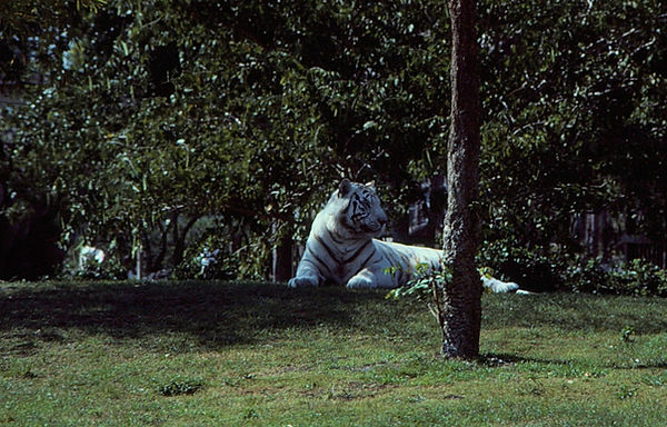White Tiger| a white tiger amongst the trees |zoovisit|zoo|tiger