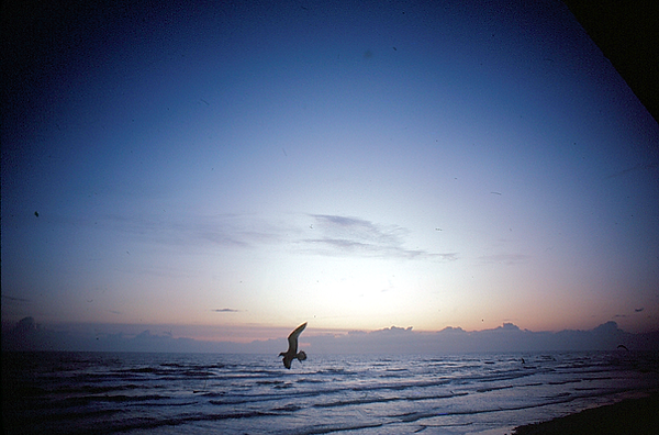 Gliding Along | a bird gliding above the surf at the beginning of or the end of the day | nature | nature lovers | nature photography | nature photographer | birds | bird watching | salt life