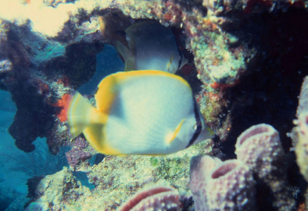Butterfly Fish| underwater | underwater life | underwater photography | underwater world | undersea | undersea life | undersea world | florida keys | florida keys life | nature | nature photography | uw photography | diving photography | scuba diving photos | scuba diving magazine | diving magazine | coral | coral reef | diver |
