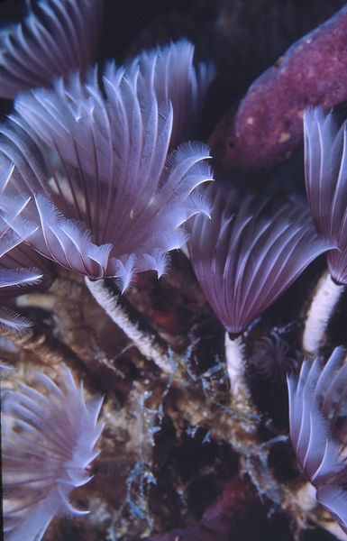 Feather Duster Close-Up| feather duster up close and personal, purples against corals and dark background | underwater | underwater life | underwater photography | underwater world | undersea | undersea life | undersea world | florida keys | florida keys life | nature | nature photography | uw photography | diving photography | scuba diving photos | scuba diving magazine | diving magazinFeather Duster Close-Up| feather duster up close and personal, purples against corals and dark background | underwater | underwater life | underwater photography | underwater world | undersea | undersea life | undersea world | florida keys | florida keys life | nature | nature photography | uw photography | diving photography | scuba diving photos | scuba diving magazine | diving magazine | coral | coral reef | diver |e | coral | coral reef | diver |