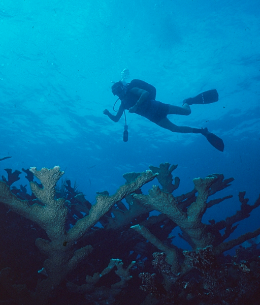 Diver | a diver swimming over the staghorn coral in the beautiful Florida Keys | underwater photography | underwater photo | underwater world | reef life | salt life