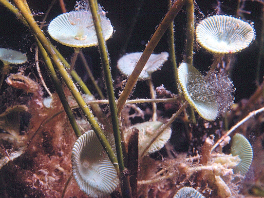 Peacock Worms