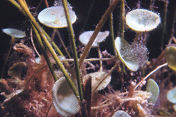 Peacock Worms | a patch of peacock worms on the coral reef | underwater photography }underwater world | underwater life | coral reef | reef life | salt life