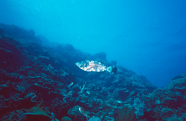 I wonder | a beauty of a fish swimming on the reef | underwater photography | underwater world | underwater life | coral reef | reef life | salt life