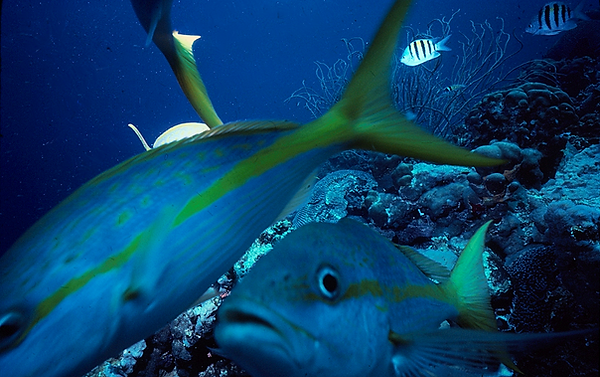 Should I?| yellowtail snappers competing for attention and the sergeant-major steals the show| underwater photography | underwater world | reef life