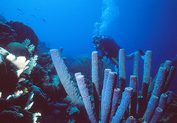 Hello, Again | a diver swimming past on his way to the next reef? | tube sponges | underwater photography | underwater world | underwater life | reef life | coral reef | salt life