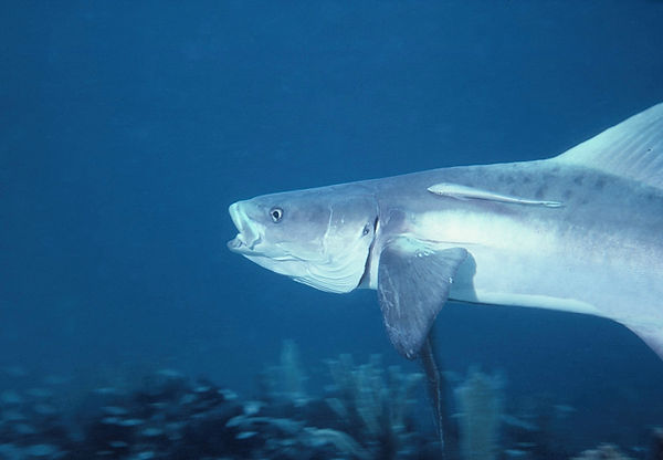 Excuse me! | large tarpon with remora hitchhiking | underwater | underwater life | underwater photography | underwater world | undersea | undersea life | undersea world | florida keys | florida keys life | nature | nature photography | uw photography | diving photography | scuba diving photos | scuba diving magazine | diving magazine | coral | coral reef | diver |