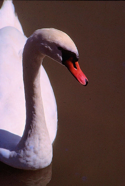 Swan| Swan swimming against brown background|zoovisit|zoo|swan