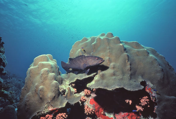 Coral Haven | underwater | underwater life | underwater photography | underwater world | undersea | undersea life | undersea world | florida keys | florida keys life | nature | nature photography | uw photography | diving photography | scuba diving photos | scuba diving magazine | diving magazine | coral | coral reef | diver |