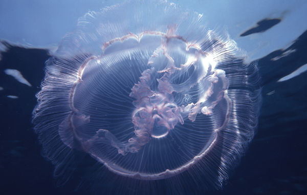 | underwater | underwater life | underwater photography | underwater world | undersea | undersea life | undersea world | florida keys | florida keys life | nature | nature photography | uw photography | diving photography | scuba diving photos | scuba diving magazine | diving magazine | coral | coral reef | diver | Jelly Fish