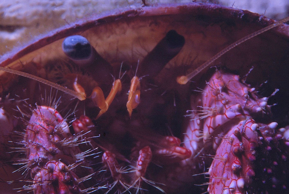 Don' Be Crabby | crab close up under his shell | underwater | underwater life | underwater photography | underwater world | undersea | undersea life | undersea world | florida keys | florida keys life | nature | nature photography | uw photography | diving photography | scuba diving photos | scuba diving magazine | diving magazine | coral | coral reef | diver |