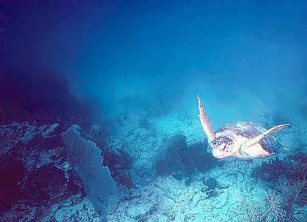 Turtle Grace | a turtle swimming at the reef in the blue sea | underwater photography | underwater world | turtles | turtle grace