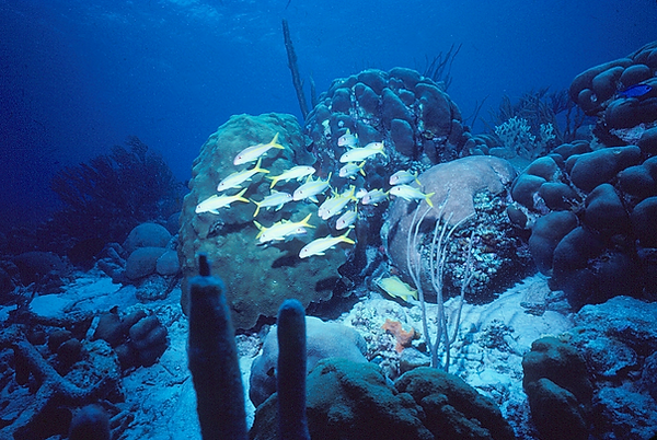 School Time | a school of yellowtail on the coral reef | underwater photography | underwater world | underwater life | yellowtail fish | coral reef | reef life | salt life
