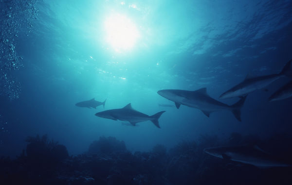 | underwater | underwater life | underwater photography | underwater world | undersea | undersea life | undersea world | florida keys | florida keys life | nature | nature photography | uw photography | diving photography | scuba diving photos | scuba diving magazine | diving magazine | coral | coral reef | diver | sharks