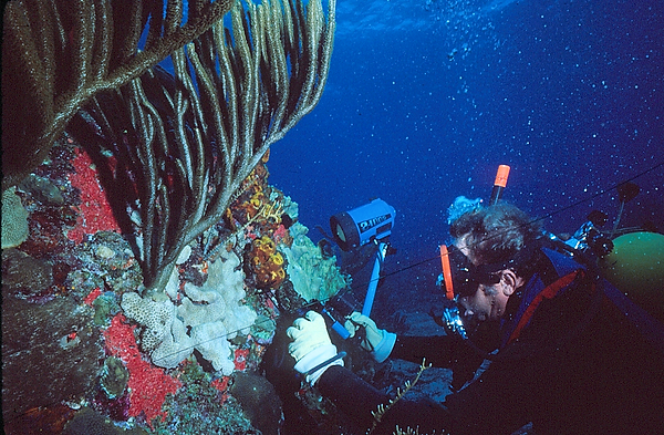 Dad using the Camera | Dad taking photos on the coral reef | underwater photography | underwater world | underwater life | coral reef | reef life | salt life