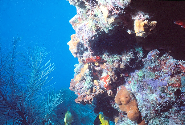 Beautiful Reef | a shot of the hard and soft corals found on the reef with a couple of yellow fish swimming past | underwater photography | underwater world | underwater life | coral reef | reef life | salt life