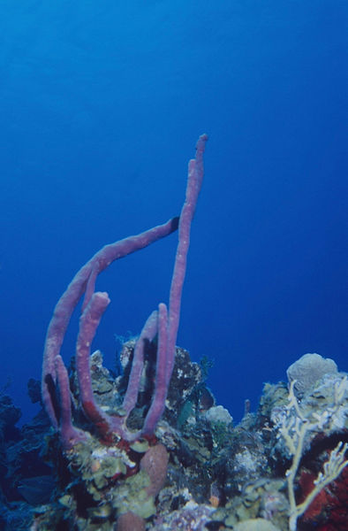 Beautiful Reef |reef view with purple tube sponges against a sea blue background| underwater | underwater life | underwater photography | underwater world | undersea | undersea life | undersea world | florida keys | florida keys life | nature | nature photography | uw photography | diving photography | scuba diving photos | scuba diving magazine | diving magazine | coral | coral reef | diver |