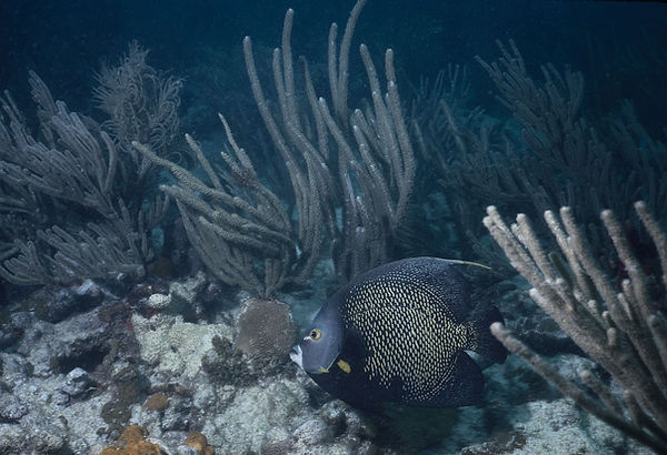 /angel on the reef | French Angel fish on the coral reef | underwater | underwater life | underwater photography | underwater world | undersea | undersea life | undersea world | florida keys | florida keys life | nature | nature photography | uw photography | diving photography | scuba diving photos | scuba diving magazine | diving magazine | coral | coral reef | diver |