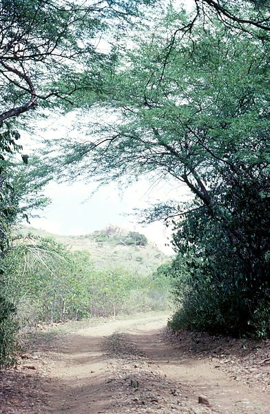 Country Roads | a photo of a country road turning a corner to where - the future is what I say | nature | nature photography | nature photographer | natuer lovers | roads | the future