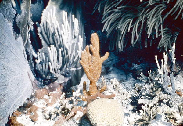 And Just Like That | still life of the coral reef in neutral colors | underwater photography | underwater world | underwater life | coral reef | reef life | salt life