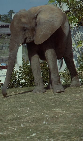 Young Elly| young elephant whose trunk is just emerging ||zoovisit|zoo|elephant