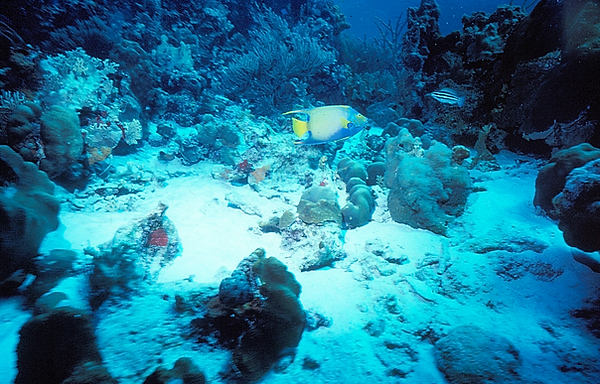 Angel on the Reef | a French Angel swimming along the coral reef | underwater photography underwater world |underwater life |french angel fish |coral reef |reef life |salt life