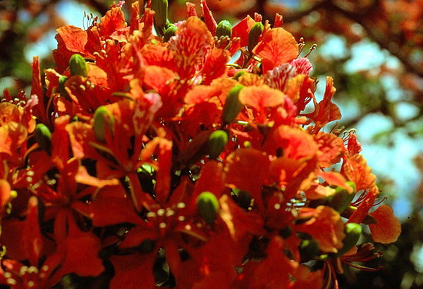 Burst of Color| beautiful oranges flower bunch|flowers |nature