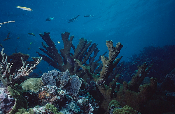 Savor the Beauty | staghorn and other corals of the reef | underwater photography | underwater world | underwater life | coral reef | reef life | salt life | save the reef