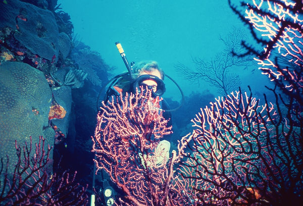 | underwater | underwater life | underwater photography | underwater world | undersea | undersea life | undersea world | florida keys | florida keys life | nature | nature photography | uw photography | diving photography | scuba diving photos | scuba diving magazine | diving magazine | coral | coral reef
