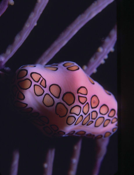 Flamingo Tongue Snail | flamingo tongue snail on purple sea fan with dark background | underwater | underwater life | underwater photography | underwater world | undersea | undersea life | undersea world | florida keys | florida keys life | nature | nature photography | uw photography | diving photography | scuba diving photos | scuba diving magazine | diving magazine | coral | coral reef | diver |