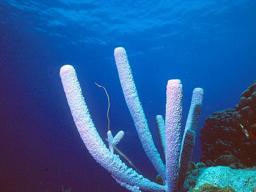 Purple Tubes