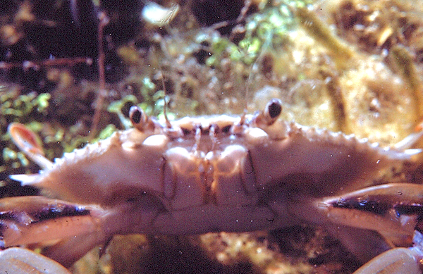 Don't be Crabby | a small crab on the reef enjoying his day | underwater photography | underwater world | underwater life | crab | coral reef | reef life | salt life