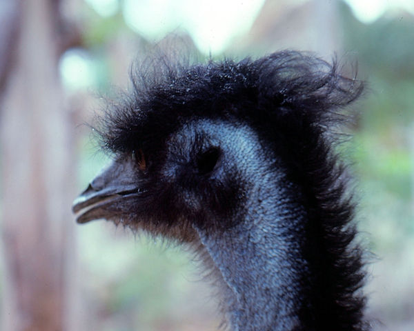 Emu| close-up of an emu profile |zoovisit|zoo|emu