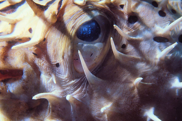Close-up of a spiny eye with reflection in its eye | underwater | underwater life | underwater photography | underwater world | undersea | undersea life | undersea world | florida keys | florida keys life | nature | nature photography | uw photography | diving photography | scuba diving photos | scuba diving magazine | diving magazine | coral | coral reef | diver |