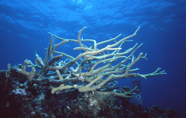 | underwater | underwater life | underwater photography | underwater world | undersea | undersea life | undersea world | florida keys | florida keys life | nature | nature photography | uw photography | diving photography | scuba diving photos | scuba diving magazine | diving magazine | coral | coral reef | diver