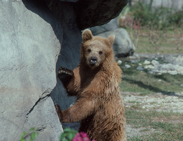 A Beary Hello| a brown bear standing and waving by his cave |zoovisit|zoo|bear