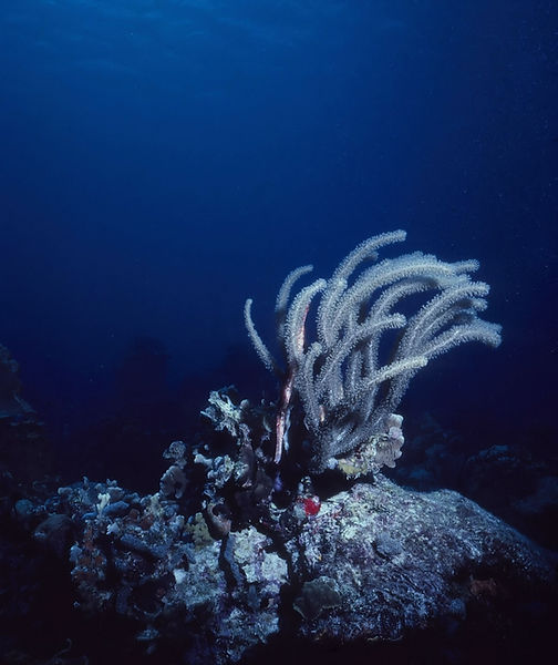 In Hiding | trumpet fish in soft coral/fan with deep blue to black background || underwater | underwater life | underwater photography | underwater world | undersea | undersea life | undersea world | florida keys | florida keys life | nature | nature photography | uw photography | diving photography | scuba diving photos | scuba diving magazine | diving magazine | coral | coral reef | diver |