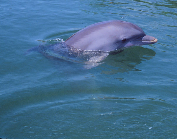 Dolphin Smiles | dolphin swimming and taking at look at us|| underwater | underwater life | underwater photography | underwater world | undersea | undersea life | undersea world | florida keys | florida keys life | nature | nature photography | uw photography | diving photography | scuba diving photos | scuba diving magazine | diving magazine | coral | coral reef | diver