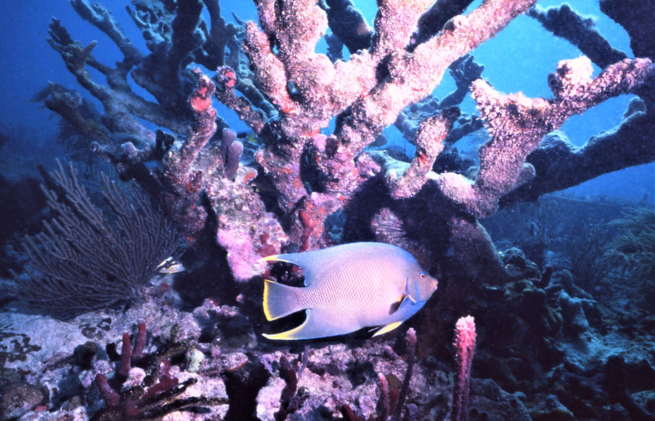 Coral Reef Life | Parrot Fish | | underwaterphotography | underwaterworld | undersea | undersealife | underseaworld | floridakeys | floridakeyslife | nature | naturephotography | uwphotography | divingphotography | scubadivingphotos | scubadivingmagazine | divingmagazine
