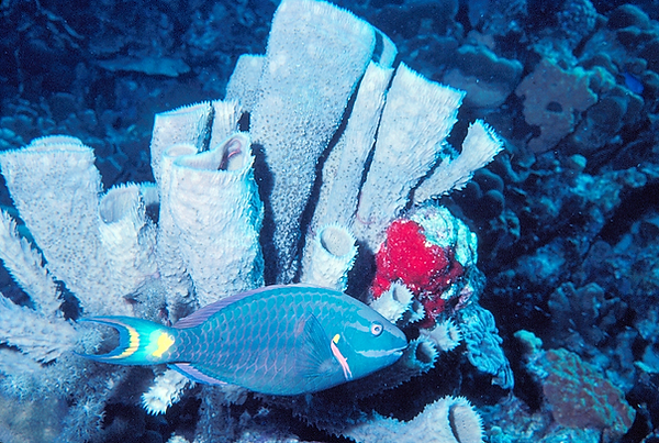 Parrotfish | tube sponges being visited by a parrotfish and a pop of red on the coral | underwater photography | underwater world | underwater life | coral reef | reef life | salt life | parrotfish