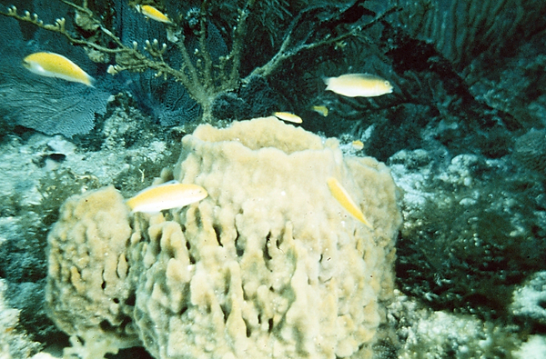 Now that's a Sponge | a large sponge surround by fish on the coral reef in neutral colors | underwater photography | underwater world | underwater life | sponge | coral reef | reef life | salt life