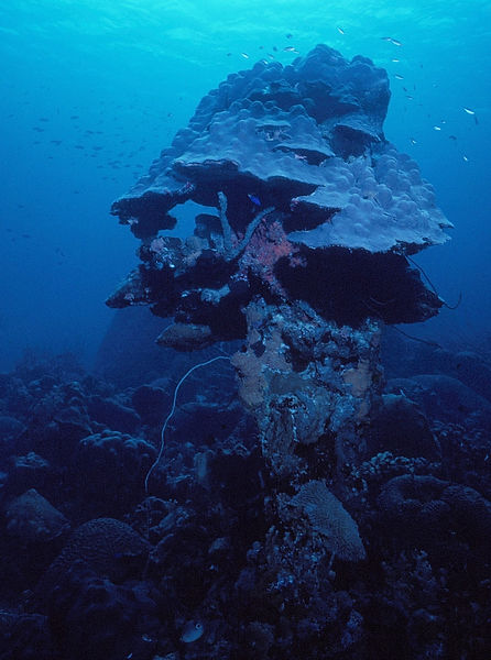 Blue Mushroom | large coral formation that looks like a mushrrom in the deep blue sea| underwater | underwater life | underwater photography | underwater world | undersea | undersea life | undersea world | florida keys | florida keys life | nature | nature photography | uw photography | diving photography | scuba diving photos | scuba diving magazine | diving magazine | coral | coral reef | diver |
