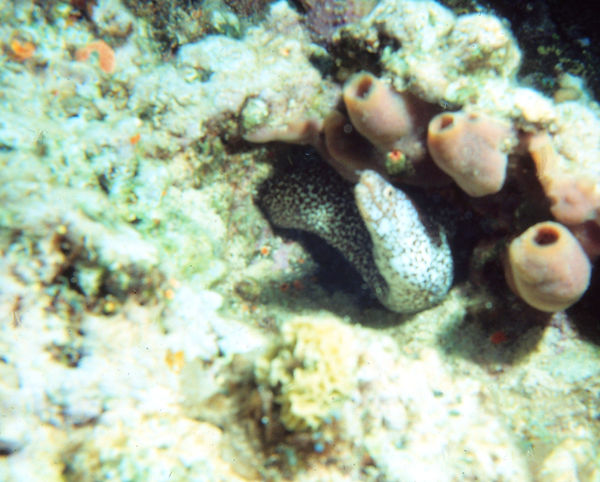Mr. Moray| spotted moray eel at home on the reef| underwater photography | underwater life | underwater world