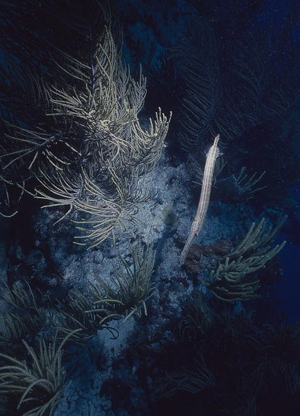 Play the Taps | trumet fish by soft coral as evening descends | underwater | underwater life | underwater photography | underwater world | undersea | undersea life | undersea world | florida keys | florida keys life | nature | nature photography | uw photography | diving photography | scuba diving photos | scuba diving magazine | diving magazine | coral | coral reef | diver |