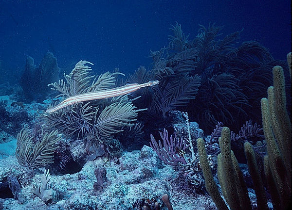 Trumpet Fish | a trumpet fish swimming on the reef | underwater photography | underwater world