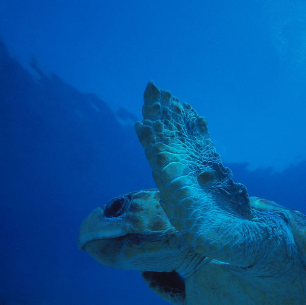 Sea Turtle | sea turtle that appears to be surrendering? | underwater world | underwaterphotogarphy | sea turtle love