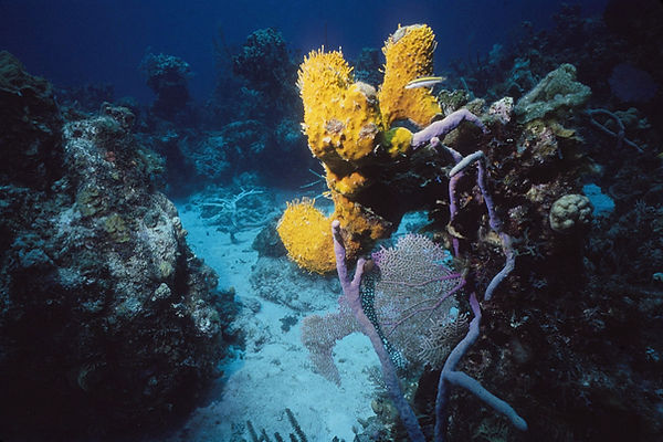 Pop of Yellow Ochre | coral reef with pop of yellow ochre | underwater | underwater life | underwater photography | underwater world | undersea | undersea life | undersea world | florida keys | florida keys life | nature | nature photography | uw photography | diving photography | scuba diving photos | scuba diving magazine | diving magazine | coral | coral reef | diver |